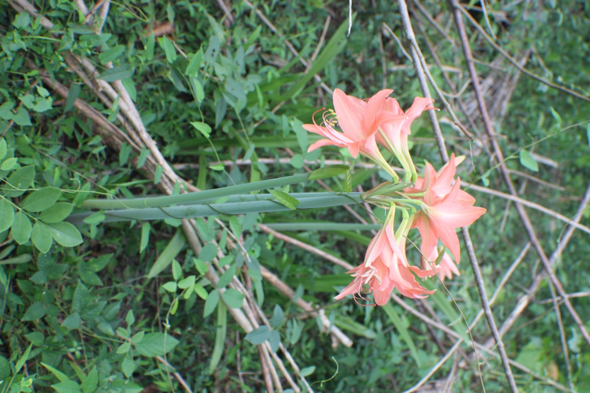 Hippeastrum puniceum (Lam.) Voss